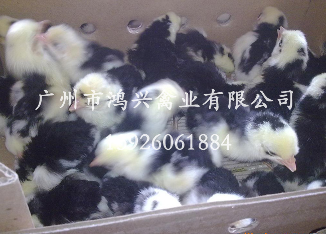 济南贵妃鸡苗/济南贵妃鸡苗饲养基地