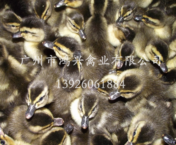 四川野鸭苗/四川专业野鸭苗养殖基地