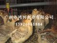 四川清远麻鸡苗/四川清远麻鸡苗养殖中心