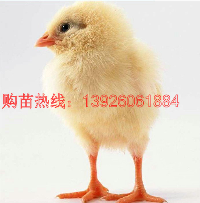 贵州鸡苗-西宁鸡苗供应 