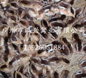 四川清远麻鸡苗/济南清远麻鸡苗养殖中心