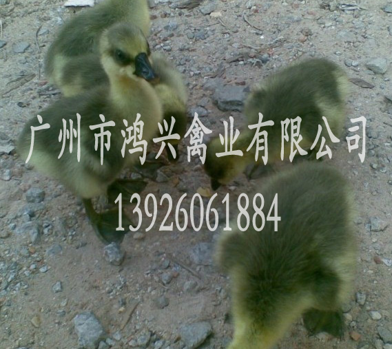济南马岗鹅苗/济南专业饲养马岗鹅苗