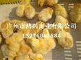 四川快大麻鸡苗/四川快大麻鸡苗养殖基地