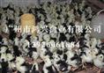 济南清远麻鸡苗/济南清远麻鸡苗养殖技术