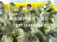 济南马岗鹅苗/济南马岗鹅苗养殖技术