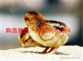 快大麻鸡苗，贵州供应热线13926061884