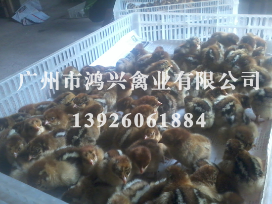 济南快大麻鸡苗/济南快大麻鸡苗养殖技术