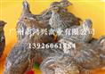 四川珍珠鸡苗/四川饲养珍珠鸡苗中心