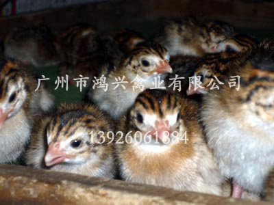 四川珍珠鸡苗/四川供应珍珠鸡苗