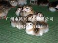 四川珍珠鸡苗/济南长期供应珍珠鸡苗