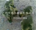 四川马岗鹅苗/济南专业马岗鹅苗养殖基地