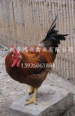 济南快大麻鸡苗/济南快大麻鸡苗供应热线