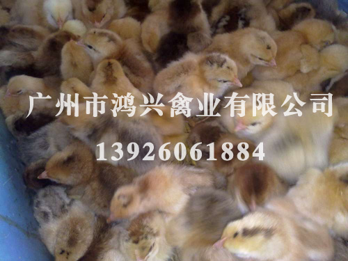 济南麻黄鸡苗/济南麻黄鸡苗养殖基地