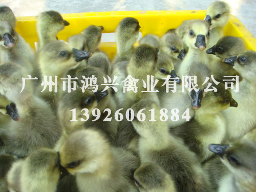 济南马岗鹅苗/济南马岗鹅苗养殖技术
