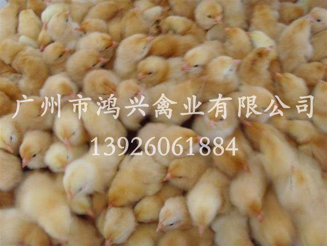 四川麻黄鸡苗/四川哪里有麻黄鸡苗养殖