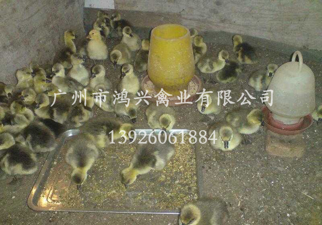 四川马岗鹅苗/四川哪里有马岗鹅苗供应