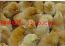 西宁清远麻鸡苗-贵州鸡苗 