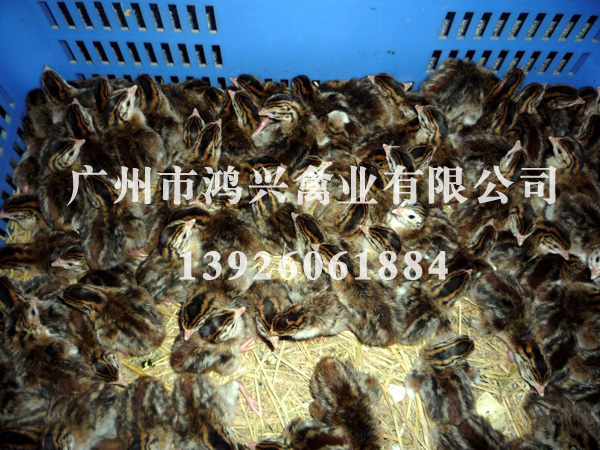 济南珍珠鸡苗/济南珍珠鸡苗养殖中心