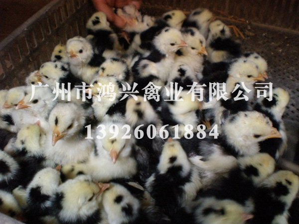 济南贵妃鸡苗/济南哪里有养殖贵妃鸡苗