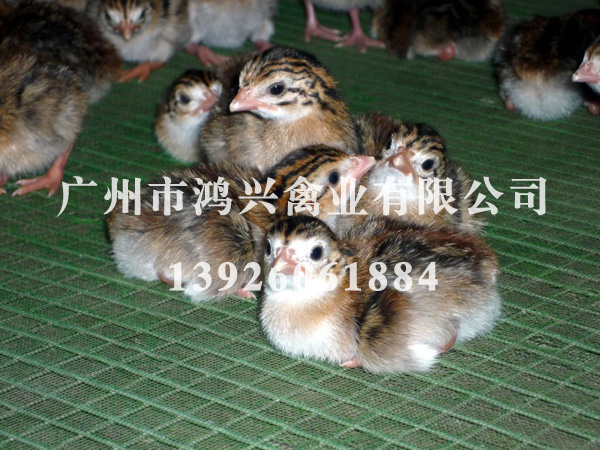 四川珍珠鸡苗/济南长期供应珍珠鸡苗