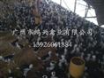 四川贵妃鸡苗/四川哪里有贵妃鸡苗供应