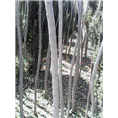 甘肃柳树￥甘肃柳树基地 