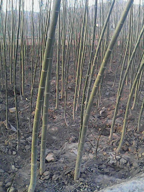 甘肃柳树￥甘肃柳树基地 