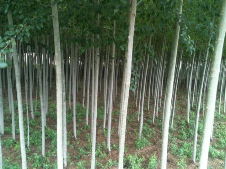 甘肃河北杨 
