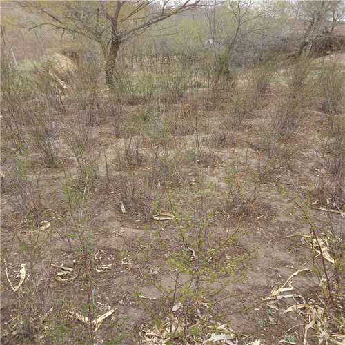 甘肃云杉基地