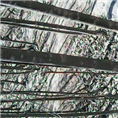 甘肃柳树￥甘肃柳树基地 