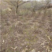 甘肃云杉基地