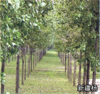 甘肃新疆杨￥甘肃新疆杨 