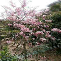 广东台湾樱花苗、台湾樱花苗