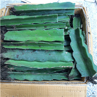 火龙果苗