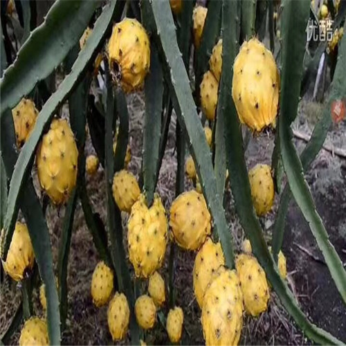河源燕窝黄龙果苗哪家好