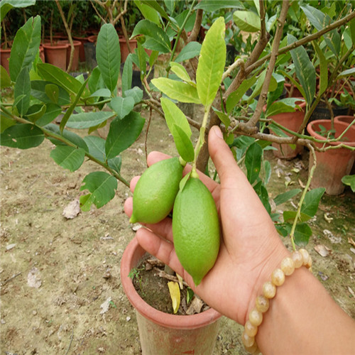 尤力克柠檬