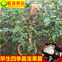 嘉宝果