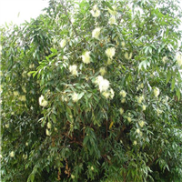 东莞水蒲桃、广州水蒲桃、广东水蒲桃