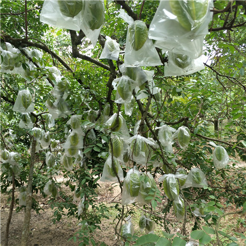 杨桃苗 