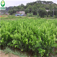 红柠檬苗