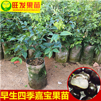 嘉宝果