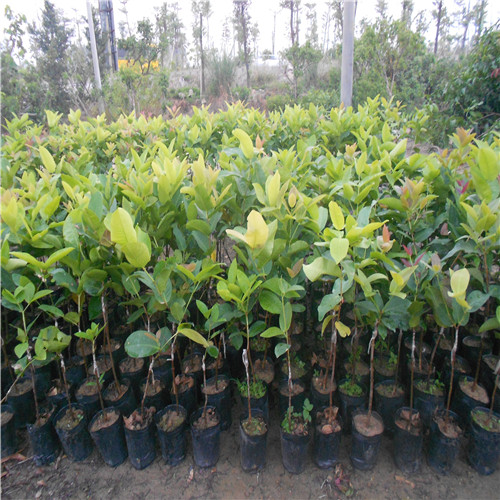 惠州香水莲雾供应基地\香水莲雾种植基地\低价出售惠州香水莲雾 