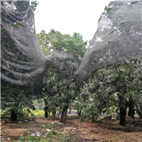 杨桃苗 