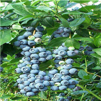 惠州蓝莓、广东蓝莓、东莞蓝莓