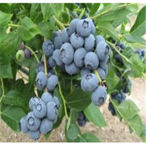 惠州蓝莓、广东蓝莓、东莞蓝莓