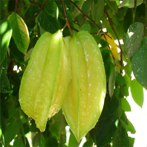杨桃苗 
