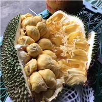榴莲蜜果苗、榴莲蜜果苗、榴莲蜜果苗