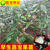 嘉宝果