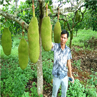 大量供应红肉菠萝蜜、 