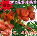 2013惠州哪里有黑金刚莲雾苗卖
